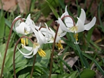 White Fawn Lily, Erythronium oregonum