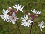 Woodland Star, Lithophragma parviflorum