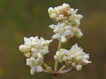 Northern Bedstraw, Galium boreale