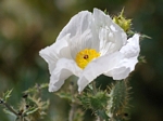 Prickly Poppy, Argemone munitau