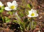 Western Anemone, Anemone occidentalis