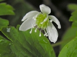 Western Wood Anemone, Anemone lyallii