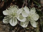 Cream Cups Poppy, Platystemon californicus