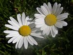 Oxeye Daisy, Leucanthemum vulgare