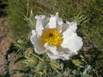 Southwestern Prickly-poppy, Argemone pleiacantha