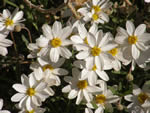 Blackfoot Daisy, Melampodium leucanthum