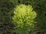 Stiff Yellowish Indian Paintbrush, Castilleja lutescens