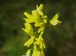 Yellow Sweet-clover, Melilotus officinalis