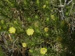 Desert Fir, Peucephyllum schottii   