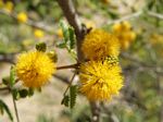 White Thorn, Acacia constricta   