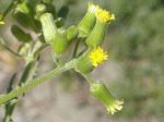 Wood Groundsel, Senecio sylvaticus   
