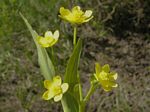 Water Plantain Buttercup, Ranunculus alismifolius   
