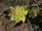 Desert Evening Primrose, Oenothera primiveris