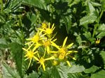 Elmer's Butterweed, Senecio elmeri 