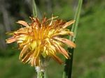 Orange False Dandelion, Agoseris aurantiaca   