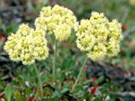 Sulphur Flower, Eriogonum umbellatum   