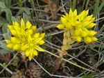 Lanceleaf Stonecrop, Sedum lanceolatum   