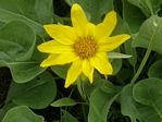 Arrowleaf Balsamroot, Balsamorhiza sagittata