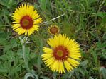 Brown-eyed Susan, Galliardia aristata