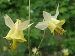 Yellow Columbine, Aquilegia flavescens