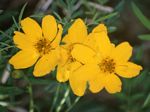 Mount Lemmon Marigold, Tagetes lemmonii