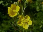 Drummond's Cinquefoil, Potentilla drummondii