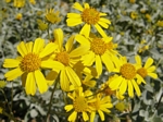 Brittlebush, Encelia farinose