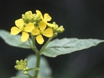 Charlock,  Brassica kaber