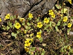 Chickweed Monkey-flower, Mimulus alsinoides