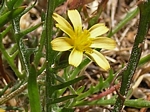 Coastal Silverpuffs, Bigelovs miacroseris 