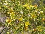 Creosote Bush, Larrea tridentate