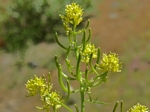 Curvepod Yellowcress, Rorippa curvisiliqua