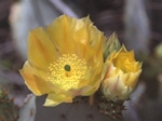 Engelmann’s Prickly Pear Cactus, Opuntia engelmanni