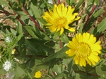 Entire-leaved Gumweed, Grindelia integriflia
