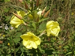 Evening Primrose, Oenothera biennis