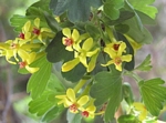 Golden Currant, Ribes aureum