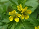 Large-leaved Avens, Geum macrophyllum