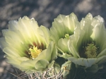 Pygmy Barrel Cactus, Neolloydia johnsonii