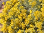 Rabbitbrush, Chrysothamnus viscidiflorus
