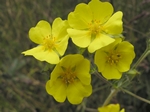 Slender Cinquefoil, Potentilla gracilis