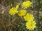 Smooth Hawksbeard, Crepis capillaries