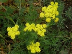 Spring Gold, Lomatium utriculatum