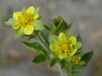 Sticky Cinquefoil, Potentilla glandulosa