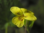 Trailing Yellow Violet, Viola Sempervirens