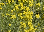 Western Goldenrod, Euthamia occidentalis
