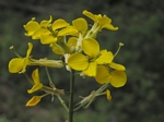 Western Wallflower, Erysimum capitatum