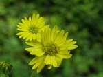 Woodland Tarweed, Anisocarpus madioides