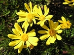 Yellow Bush Daisy, Euryops pectinatus