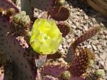 Cactus Apple, Opuntia engelmannii