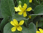 Yellow Montane Violet, Viola praemorsa ssp. praemorsa